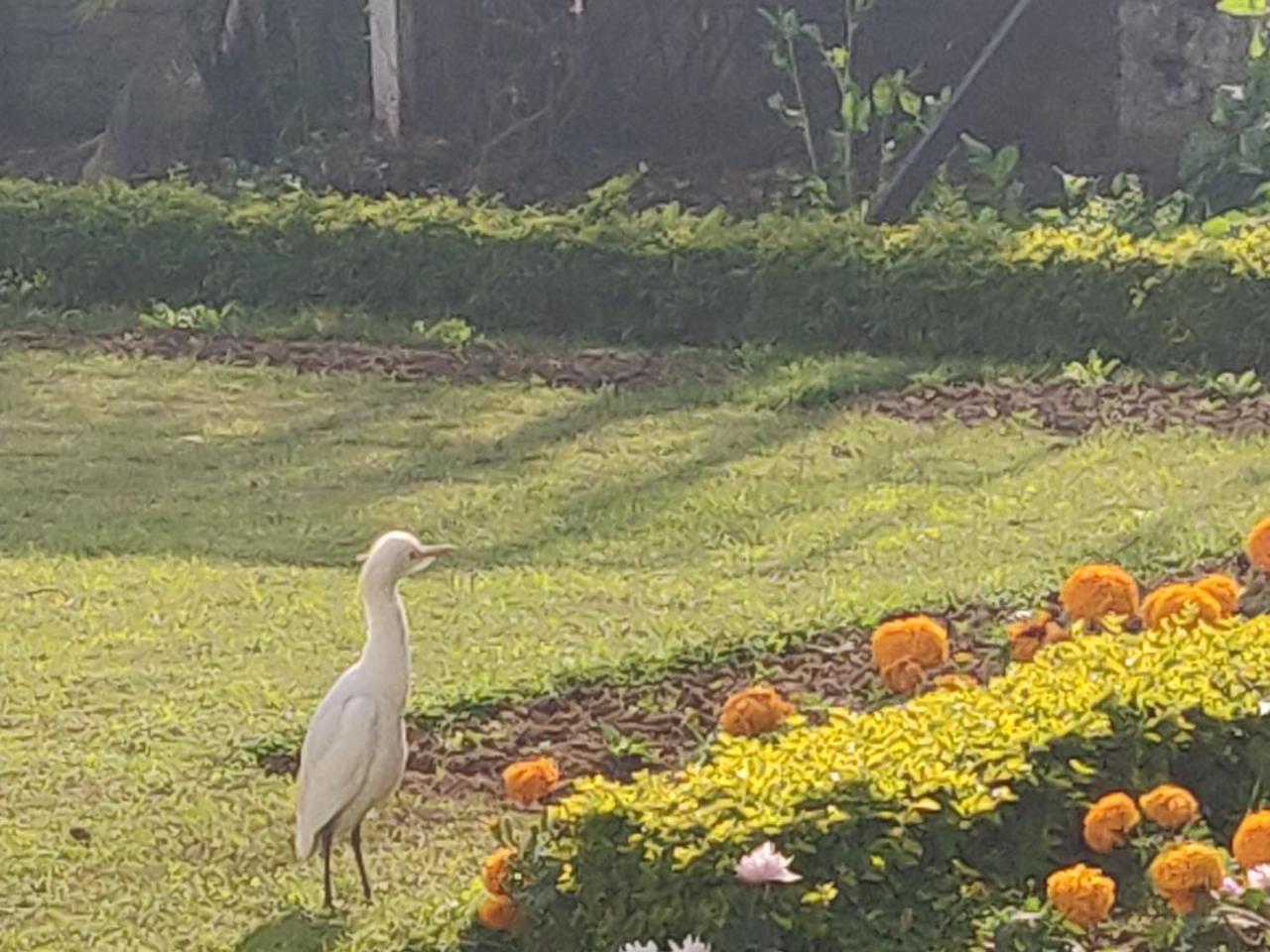 Heritage Homestay Джамму Экстерьер фото
